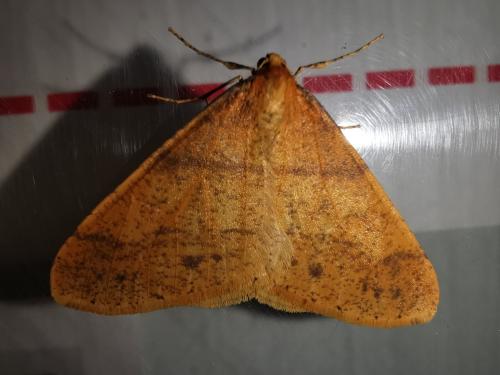 Agriopis aurantiaria